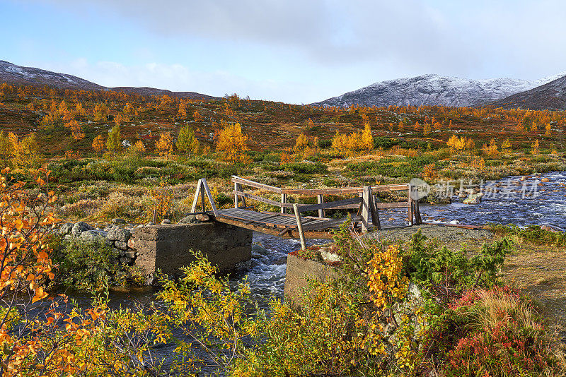 挪威，Hemsedal Buskerud，山上的秋天的绒毛桦树景观